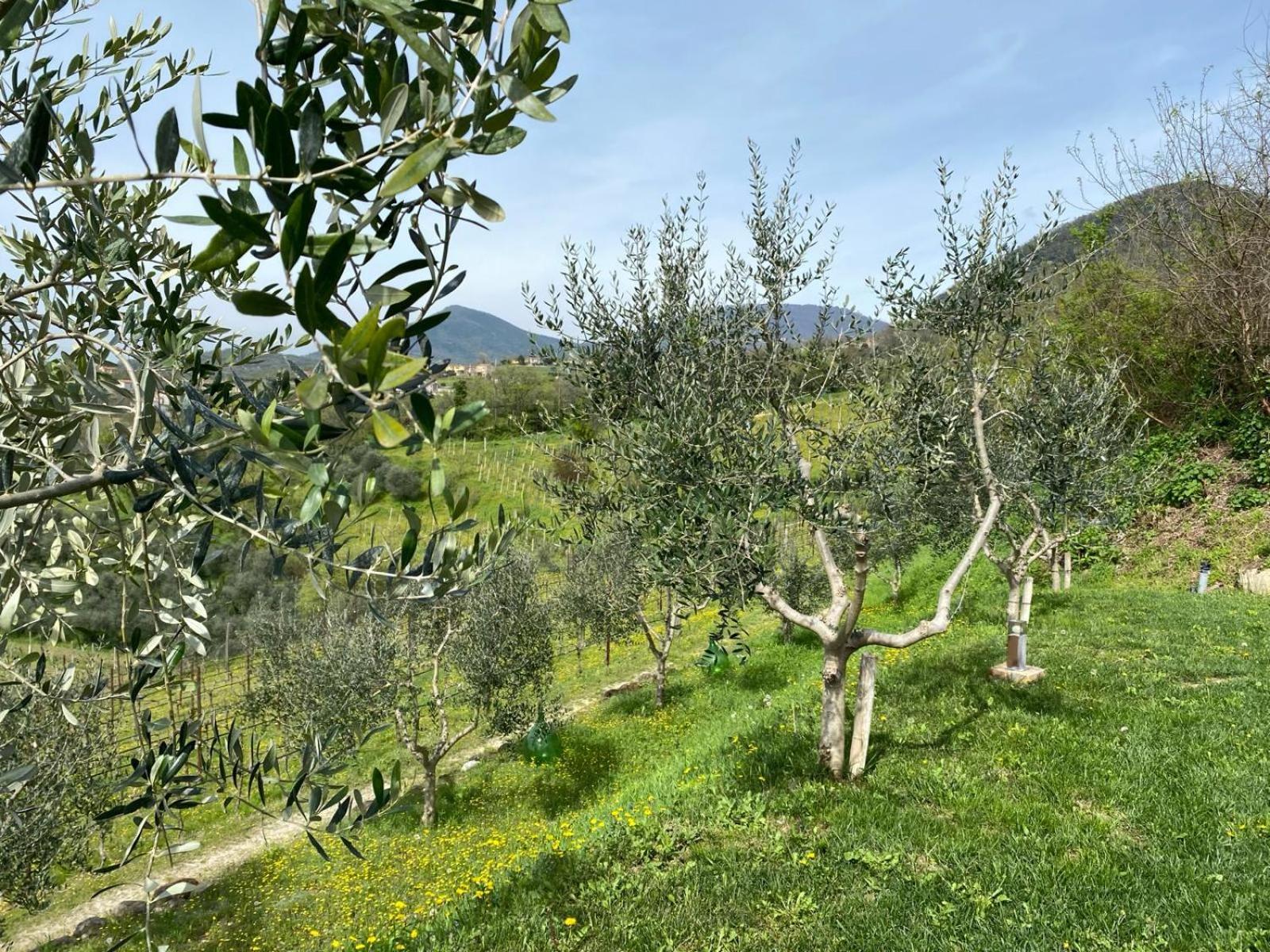 Azienda Agricola Ca' Lunga Cinto Euganeo Extérieur photo